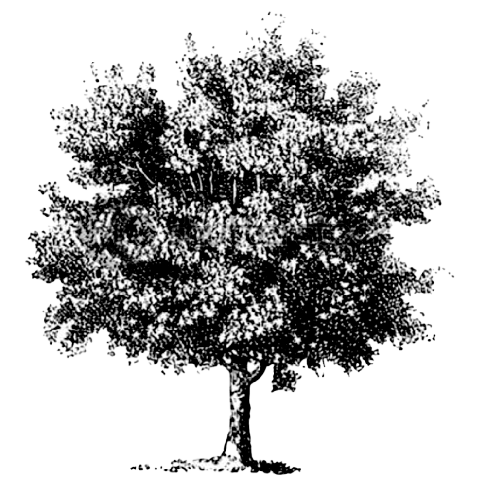 The Beech Tree