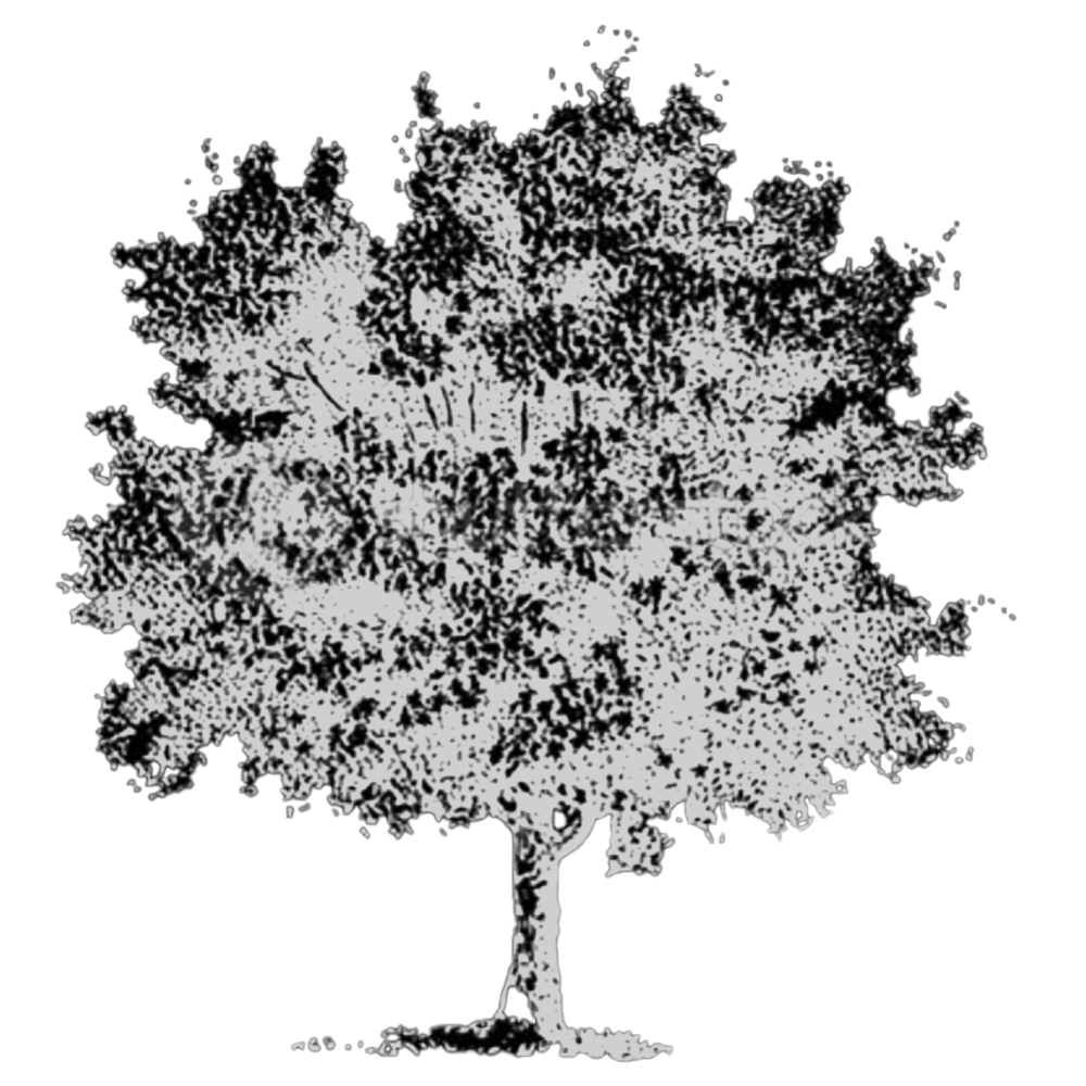 The Beech Tree